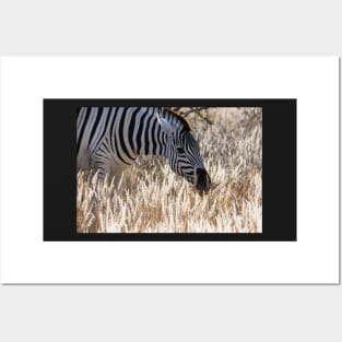 Zebra portrait. Posters and Art